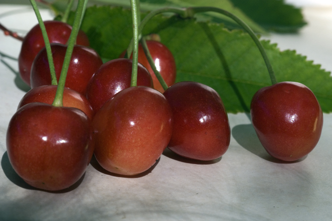 Cerise Belliquette au Jardin de la Salamandre